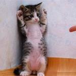cute-funny-animals-01_7RqQtWY3mrAI.jpg