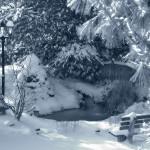 snownature.jpg