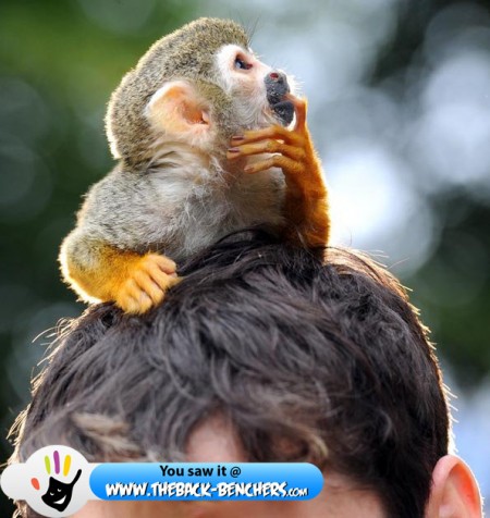 squirrel monkey  thinking
